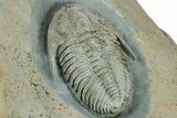 Lower Cambrian Trilobite (Termierella) - Issafen, Morocco #381247-5